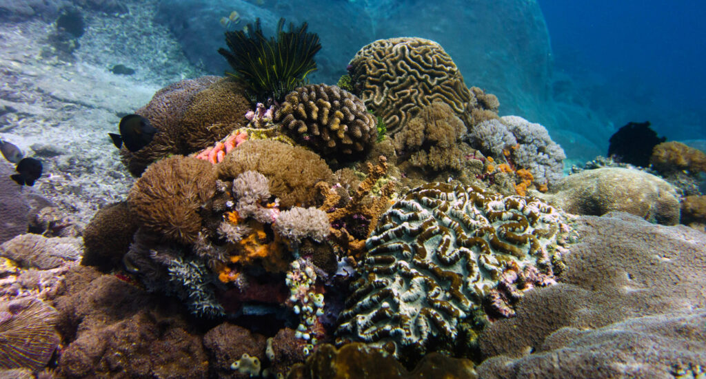 A coral bommie at Nusa Penida, Indonesia. Image credit: Stef Bemba, CC BY 2.0