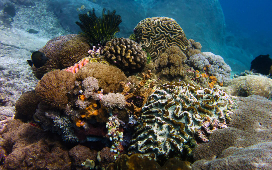 OFI Shares Update on Indonesian Coral Trade Suspension