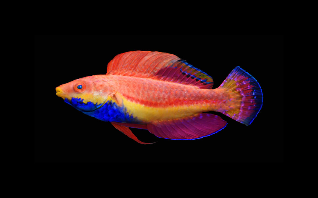 The Newest Fairy Wrasse!