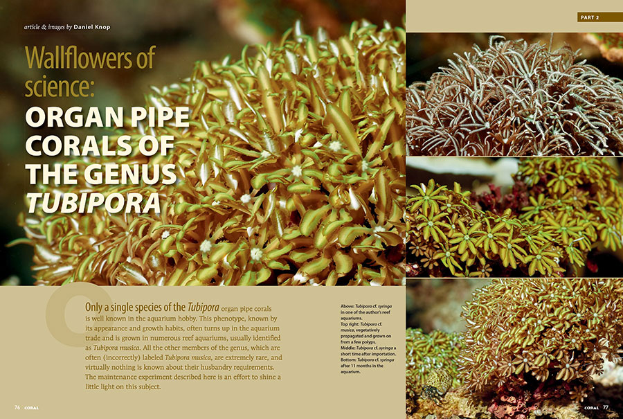 Daniel Knop's investigation of Organ Pipe corals of the genus Tubipora returns in Wallflowers of Science, Part II. You can read Part I in the January/February 2018 issue of CORAL Magazine.