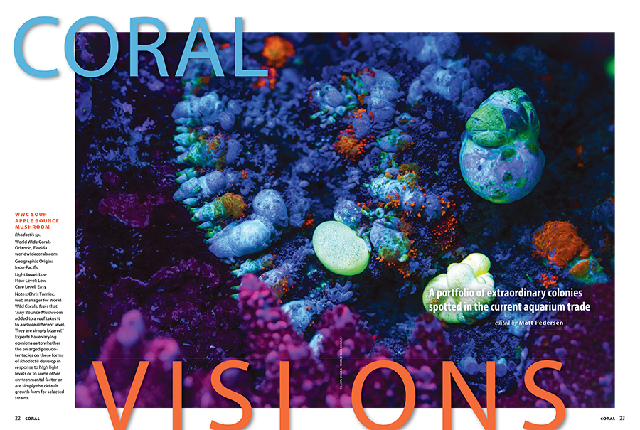 CORAL VISIONS returns with another bountiful selection of truly stunning corals offered up by leading coral farmers, wholesalers and retailers. 