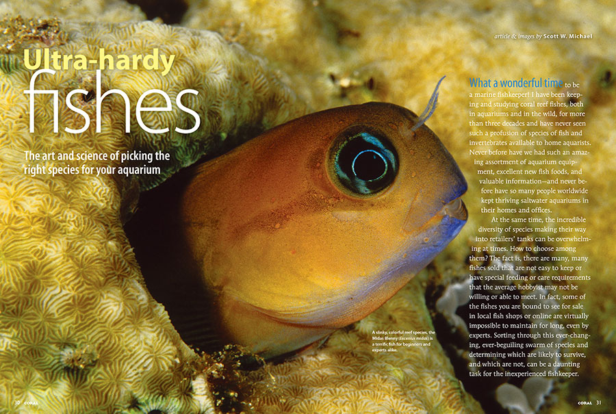 Our cover features being with Scott MIichael's look at Ultra-Hardy Fishes. Seen here is one example, a slinky, colorful reef species, the Midas Blenny (Escenius midas) is a terrific fish for beginners and experts alike. Turn the pages of your new CORAL Magazine and discover more.