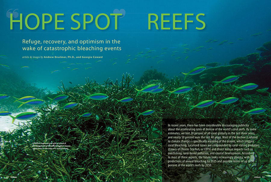 Does the never-ending news of coral reef bleaching events just wear you down? Then Hope Spot Reefs, which investigates refuge, recovery, and optimism in the wake of catastrophic bleaching events, is the antidote.