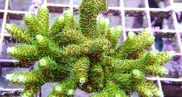 Indonesia Coral Export Stoppage Continues