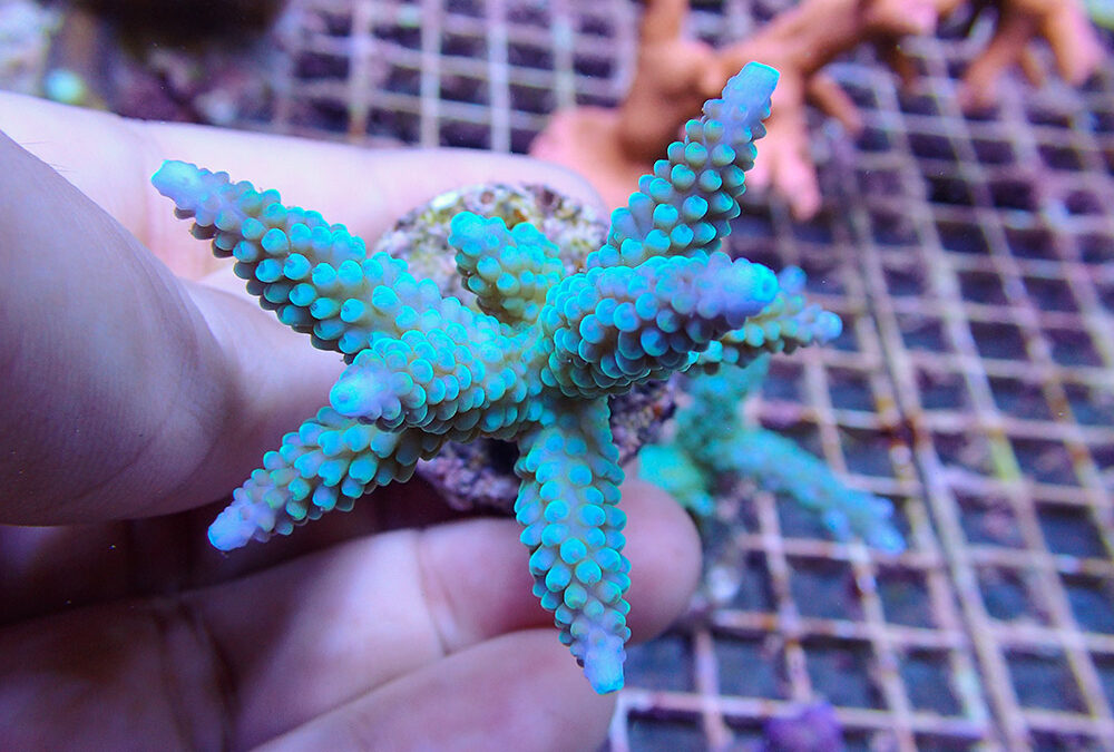 Update from Indonesian Coral Trade Insider