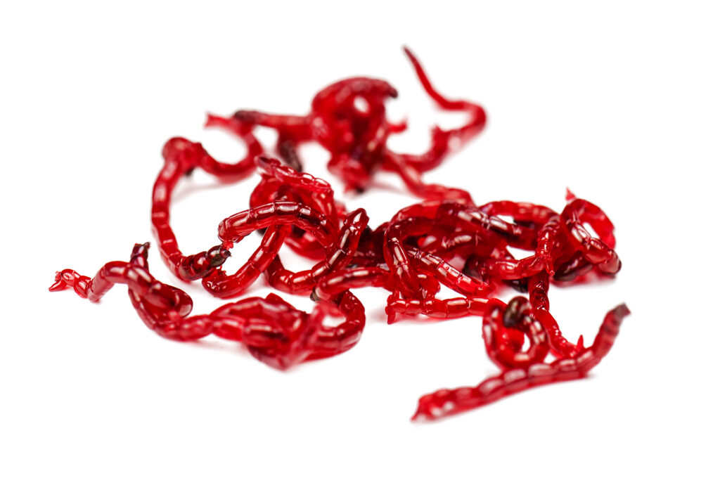 Bloodworms, the larval forms of chironomid midges, are incredibly useful aquarium fish feeds, generally available in both frozen and freeze-dried forms. But their use could carry a price for unsuspecting aquarists. Image credit: Shutterstock