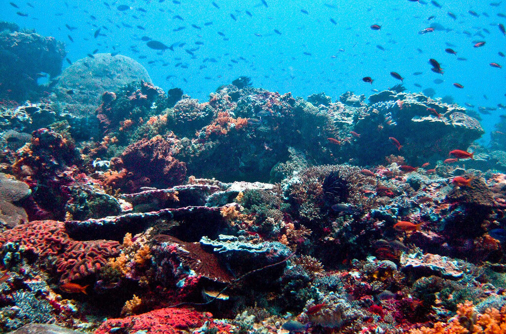 OFI’s Responds to Indonesia’s Live Coral Trade Ban