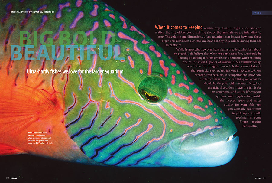 CORAL Magazine New Issue “HARDY BIGGER FISHES” Inside Look