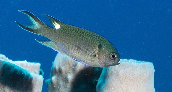 VIDEO: An Invasive Damselfish Is Spreading Through the Gulf of Mexico