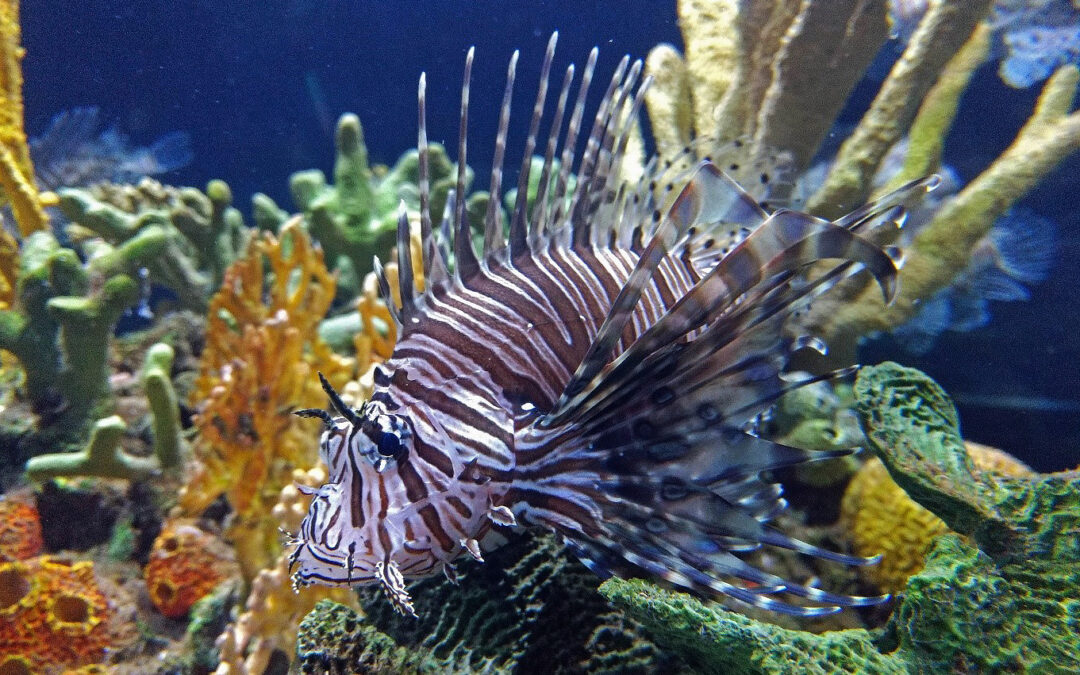 Lionfish Exhibits Wanted