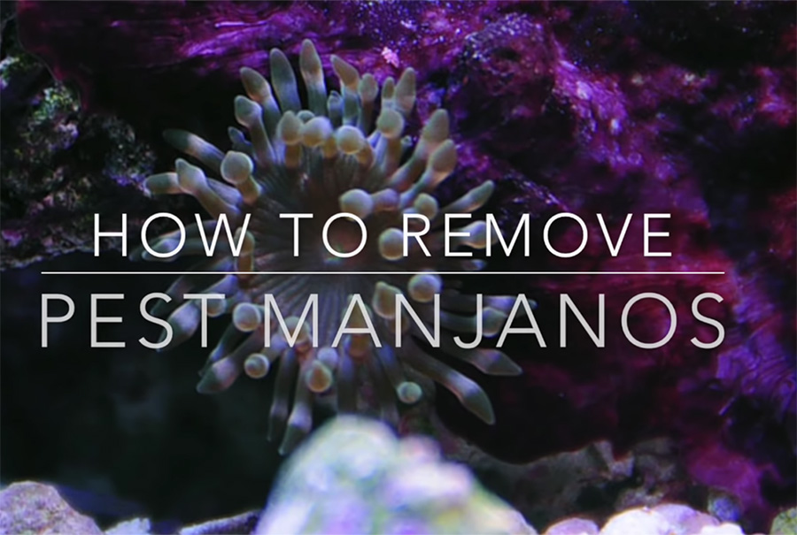 VIDEO: Remove Manjano Anemones Without Chemicals