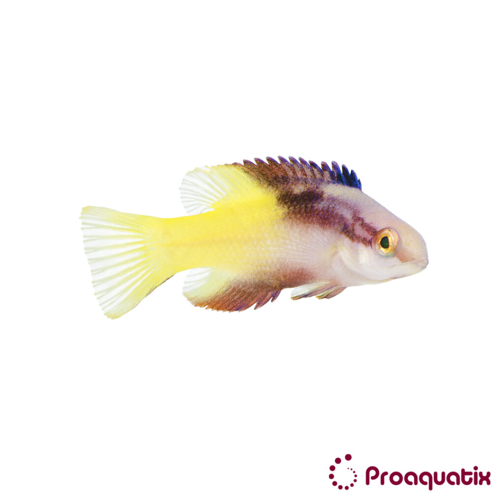In a partnership with the University of Florida and Rising Tide Conservation, Proaquatix is bringing the first captive-bred Cuban Hogfish to market.