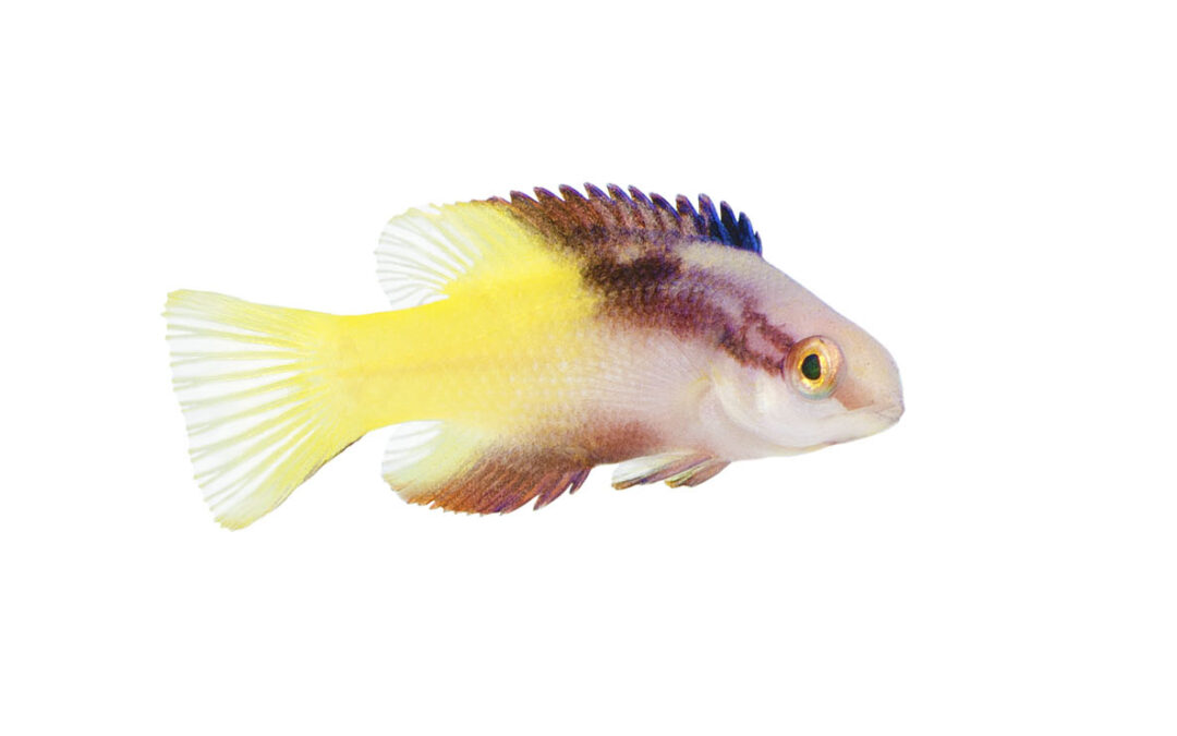 Captive-Bred Cuban Hogfish Soon Available