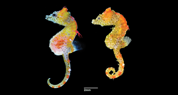 Hippocampus japapigu, the Newest Pygmy Seahorse