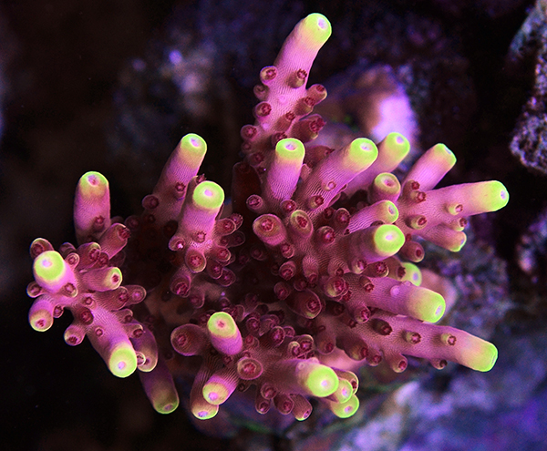 Acropora Coral  Acropora coral, Endangered animals, Endangered