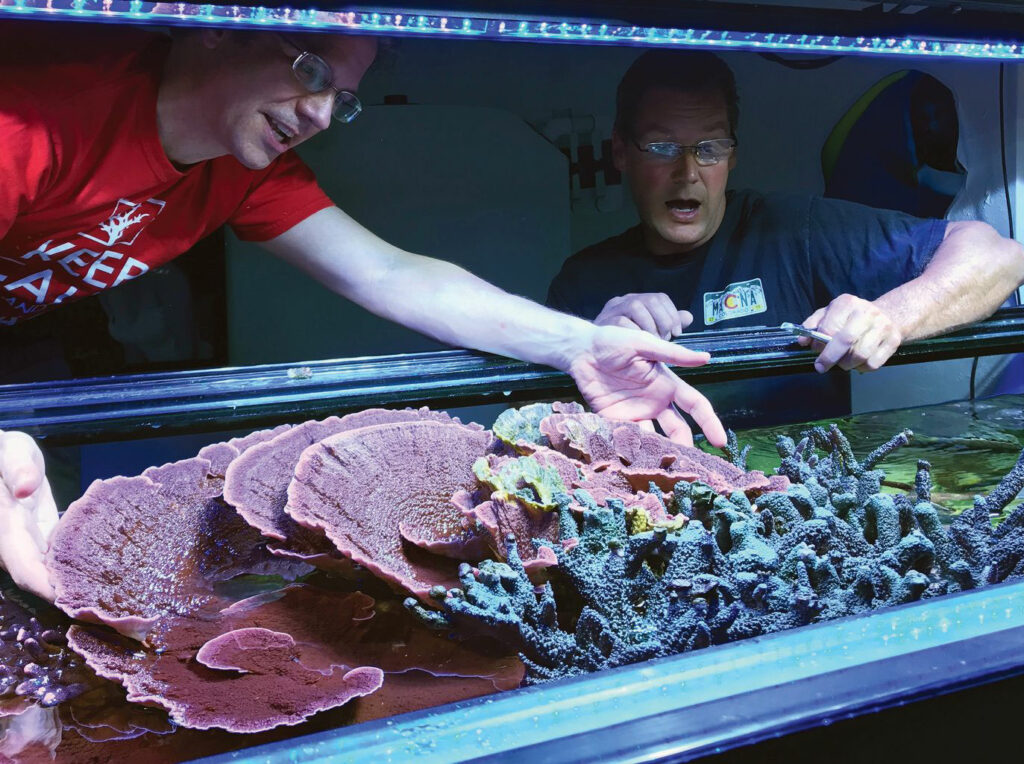 Marc Levenson of Melev’s Reef (left) and Duane Oestreich remove large Montipora capricornis colony from Levenson’s 400-gallon reef. The growth was achieved over a period of about less than three years. Image credit: Ryan Reeves