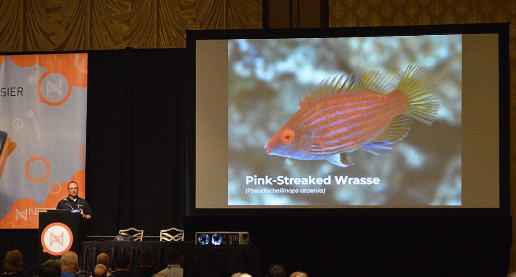 The Pink-streaked Wrasse, Pseudocheilinops ataenia, is Kevin Kohen's pick for an affordable pygmy wrasse, better-mannered than the common Sixline Wrasse.