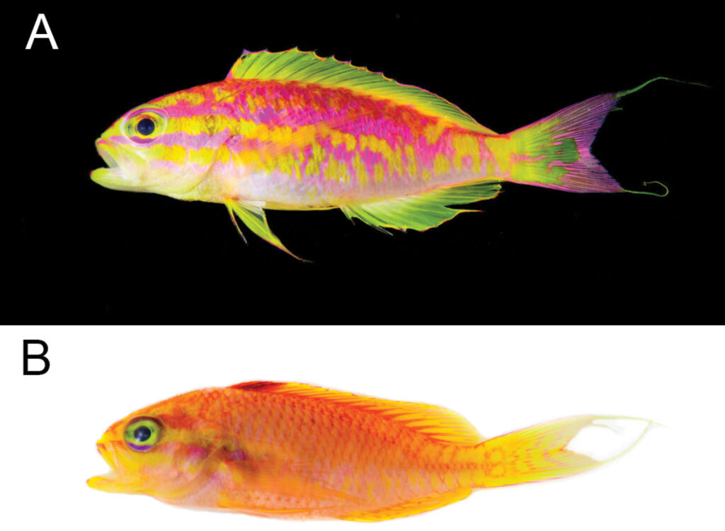 Tosanoides aphrodite, male above (A), female below (B). Photographs by Luiz. A. Rocha - CC BY 4.0