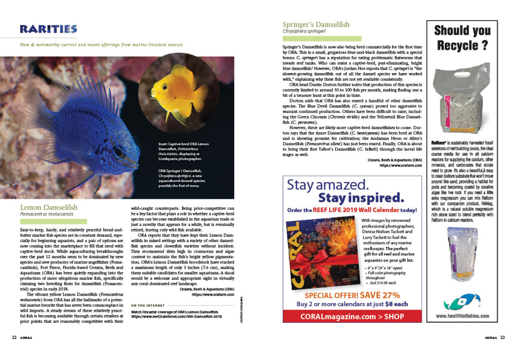 It's an aquacultured bonanza for this issue's Rarities column, with stories of ORA's new Damselfish releases, beautiful corals from A&M Aquatics, and Sea & Reef Aquaculture's stunning release of their long-awaited Longfin Clownfish variety.