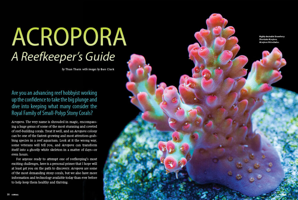 "Acropora. The very name is shrouded in magic...Treat it well, and an Acropora colony can be one of the fastest-growing and most attention-grabbing species in a reef aquarium. Look at one of them the wrong way, and it can transform itself into a deathly white skeleton in a matter of days—or even hours." Than Thein will do everything in his power to keep you on the right track with his Acropora Reefkeeping Primer.