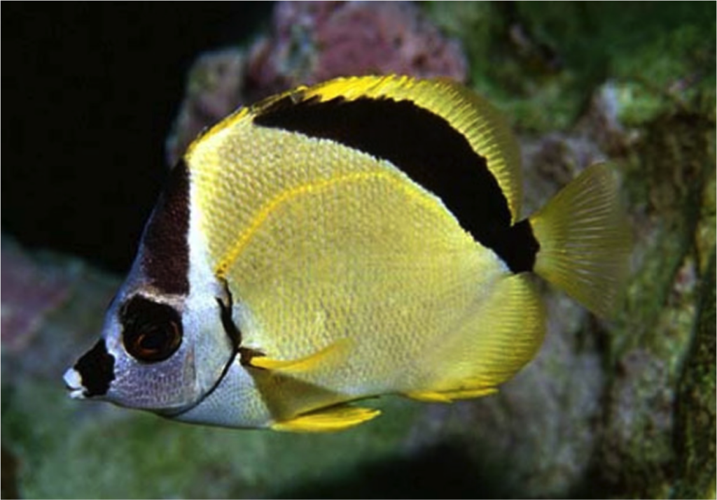 Dr. Randall is even the namesake to an entire genus: The Blacknosed Butterflyfish, also known as the Barberfish, Johnrandallia nigrirostris. Image credit: Gerald Allen