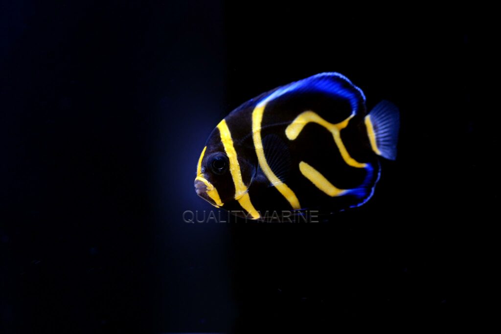 Captive-bred Cortez Angelfish, Pomacanthus zonipectus, have landed in the US and are available now through marine aquarium fish wholesaler Quality Marine in Los Angeles, CA.