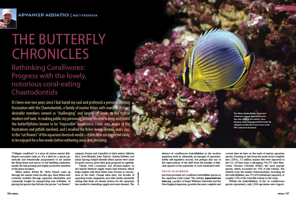 Our issue closes with Advanced Aquatics, featuring Part I of Matt Pedersen's Butterflyfish Chronicles: Rethinking Corallivores: Progress with the lovely, notorious coral-eating Chaetodontids. Are these fish still best considered "cut flowers", destined to quickly wither and perish in our aquariums? Read on to find out.