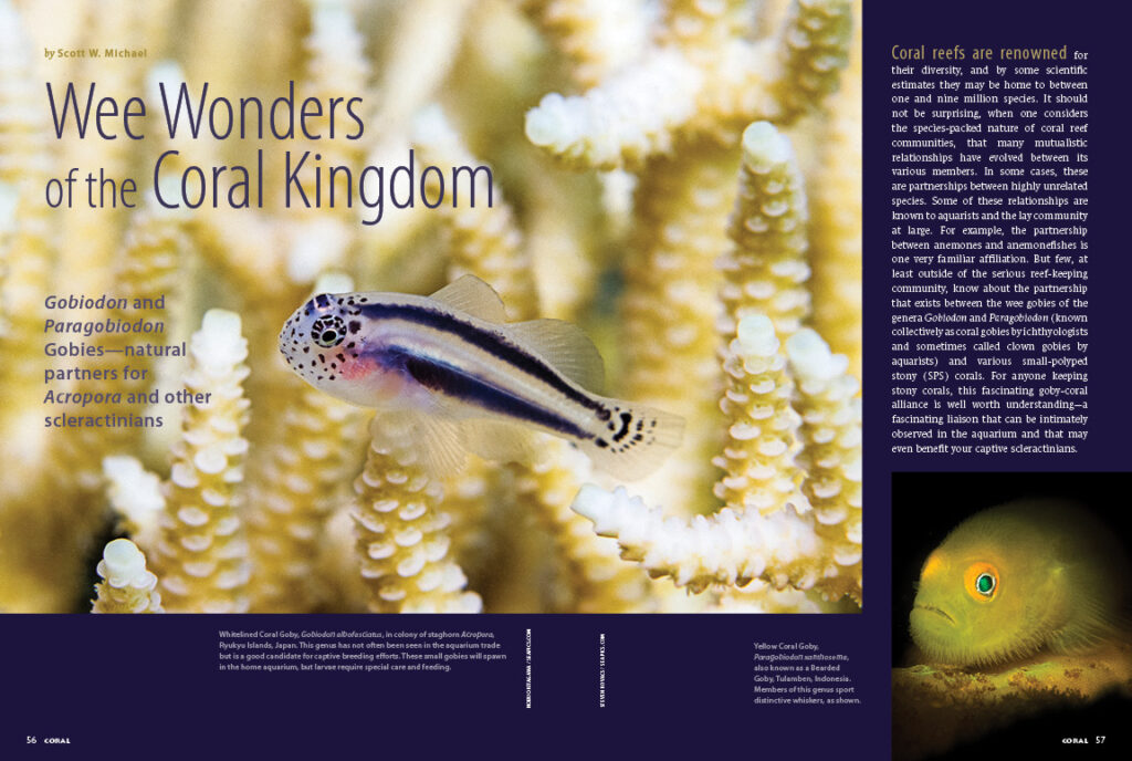 Few know about the partnership that exists between the wee gobies of the genera Gobiodon and Paragobiodon (known collectively as coral gobies by ichthyologists and sometimes called clown gobies by aquarists) and various small-polyped stony (SPS) corals. Scott Michael investigates.