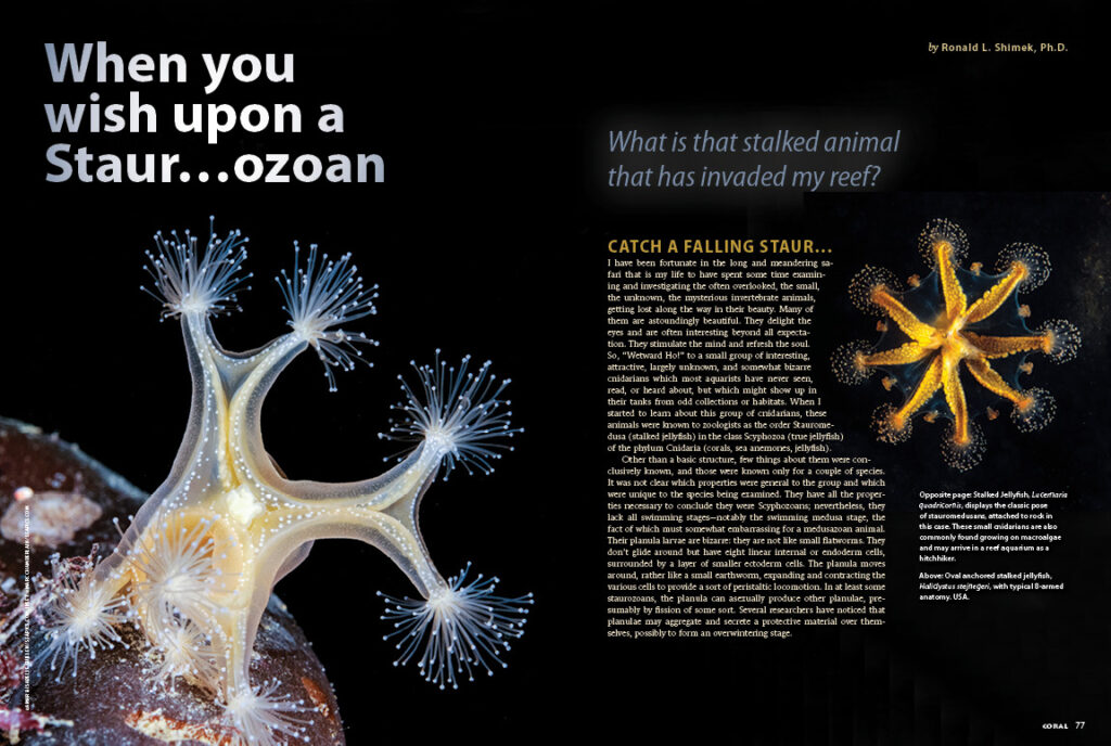 What is that stalked animal that has invaded my reef? Dr. Ron Shimek introduces the Staurozoans.