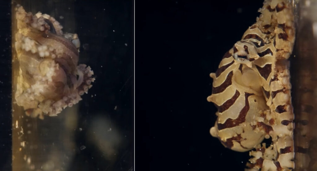 To a prospective breeder's delight, male (left) and female Octopus chierchiae are incredibly easy to differentiate; the secret is in the tentacles. You'll have to watch the film to find out how to sex this adorable little octopus.