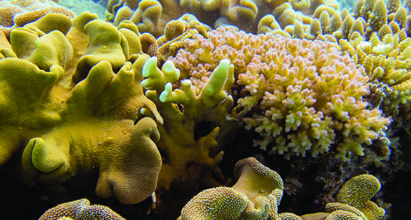 Coral Health Tied to Invisible Microbiomes