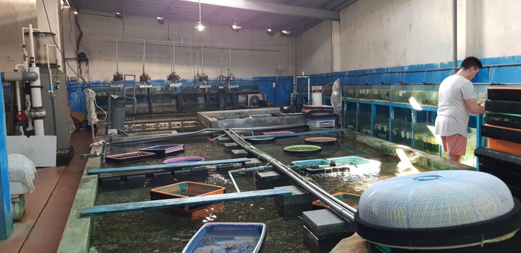 Any inability to export coral means tanks and raceways are bare, and people are out of work in Indonesia's marine aquarium livestock trade. Image credit: OFI