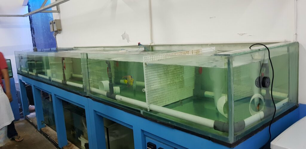 A lone Queen Angelfish remains in these tanks at an Indonesian marine livestock, where governmental infighting has effectively banned the export of all corals, wild or farmed, for most of 2018. Image credit: OFI