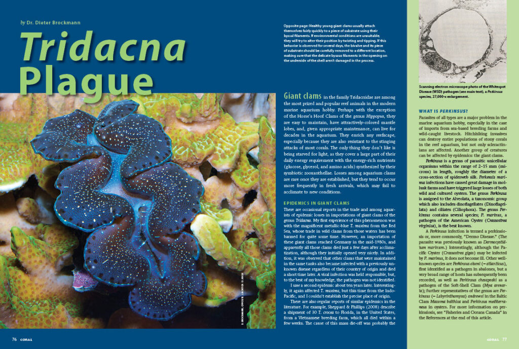 Pinched Mantle Syndrome? Clam Perkinsus? Dr. Dieter Brockmann reveals these and other parasitic problems encountered in Tridacnas and their relatives, discussing prevention and treatment options with these difficult to detect Tridacnid diseases which afflict our beloved giant clams.