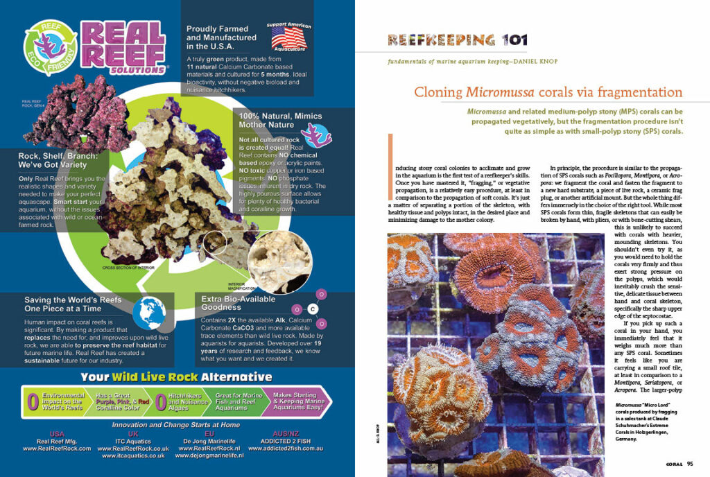 Discover the best way (and some far riskier methods) to propagate Micromussa corals in this issue's Reefkeeping 101 column.