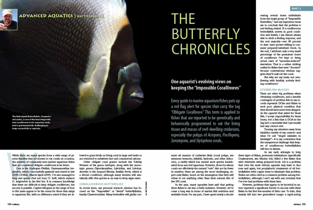 If you think that getting the expert-only or "doomed" obligatory corallivorous butterflyfishes to eat in captivity is the biggest hurdle to their long-term success, Matt Pedersen has some surprising viewpoints to share in Part II of The Butterfly Chronicles.
