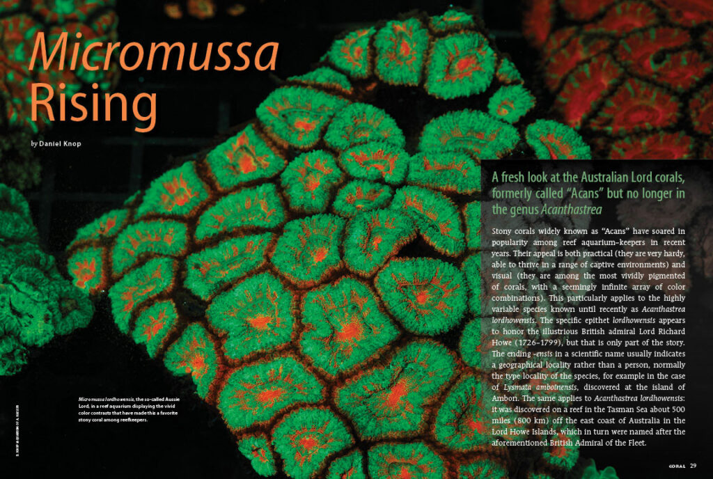 Daniel Knop offers a fresh look at the Australian Lord corals, formally called "Acans" but no longer in the genus Acanthastrea. Learn more in his article, Micromussa Rising.