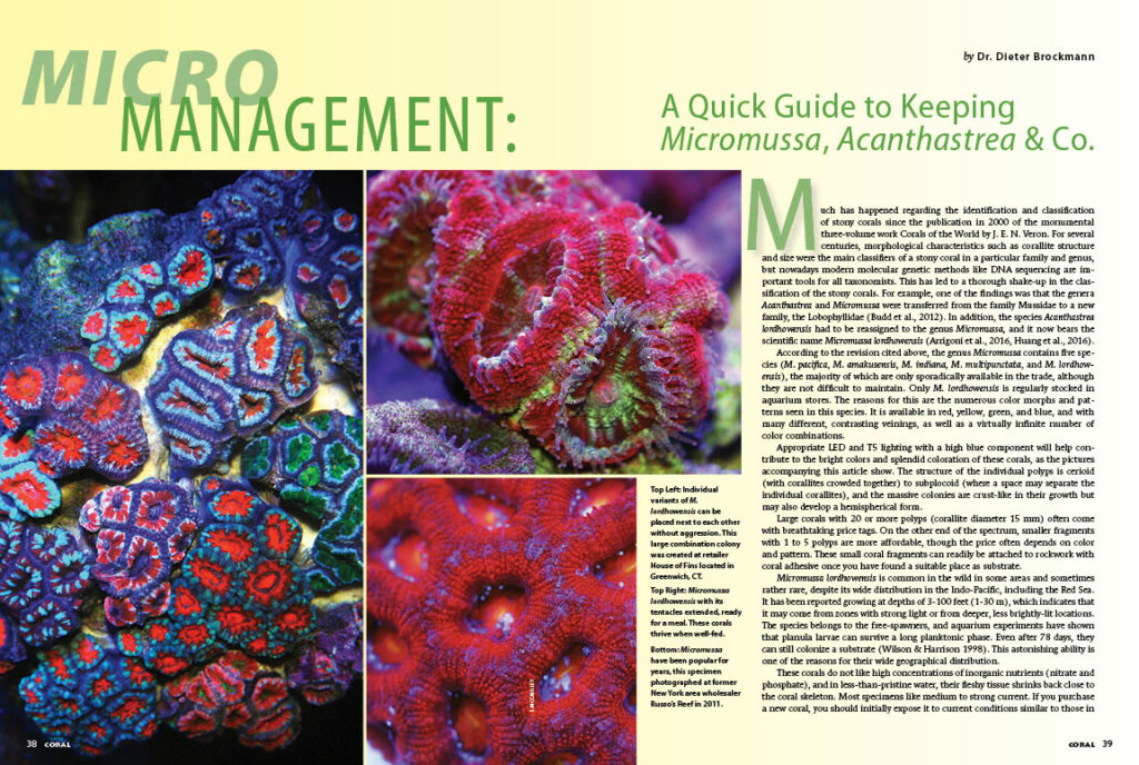 Dr. Dieter Brockmann offers a crash course in Micro Management: A quick guide to keeping Micromussa, Acanthastrea & Co.