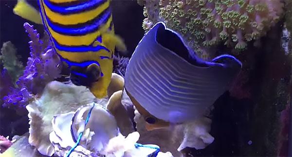 VIDEOS – Corallivorous Butterflyfishes Eating Everything Except Coral
