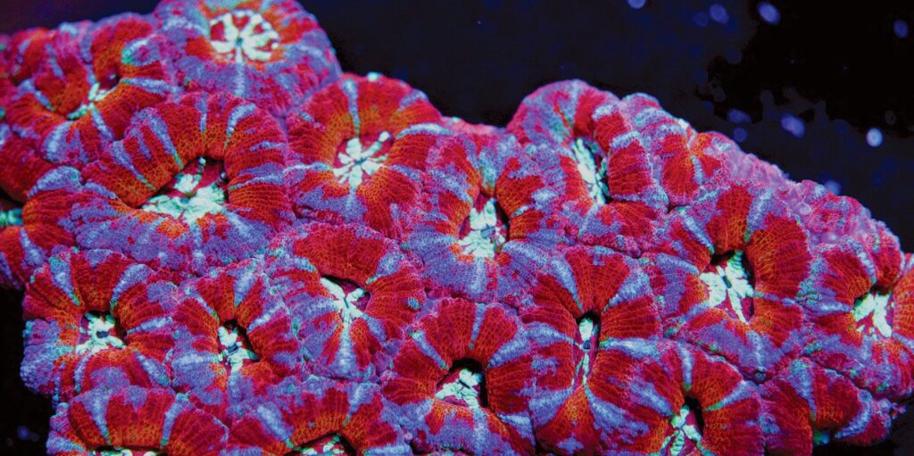A Micromussa coral that originated from Indonesia and is currently being propagated at Cuttle Fish and Corals.