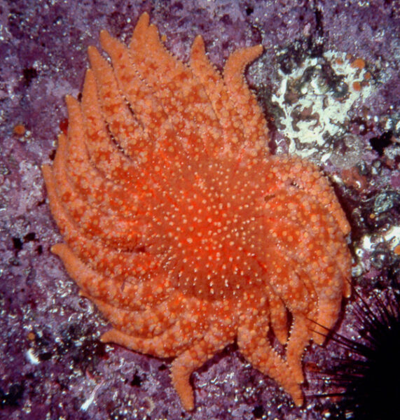 A large sunflower sea star, Pycnopodia helianthodes on a vertical rock wall in the Salish Sea.