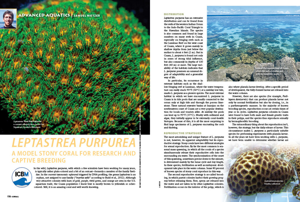 The sexual propagation of corals represents the cutting-edge of home aquarium coral propagation. Author Samuel Nietzer explains how one member of the offbeat genus Leptastrea may in fact be the ideal starting point for research and home-propagation efforts.
