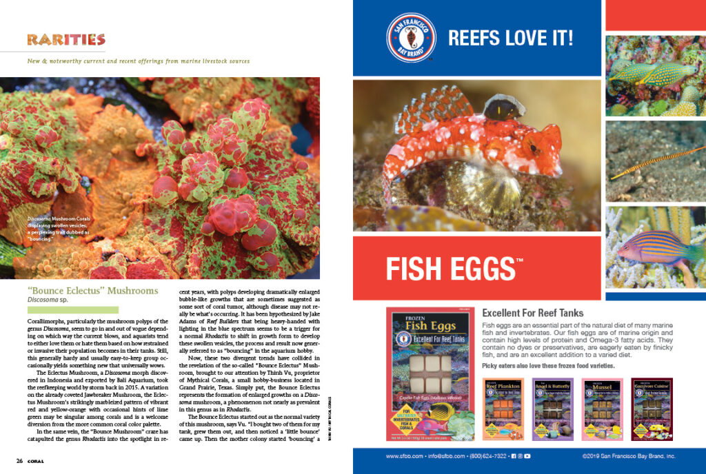Whether it's the Nursalim Flasher Wrasse, unusual Heteractis anemones, the out-of-the-ordinary Wrinkle Coral, or the unheard of Bounce Eclectus Mushroom, CORAL's RARITIES column is sure to get your pulse racing.