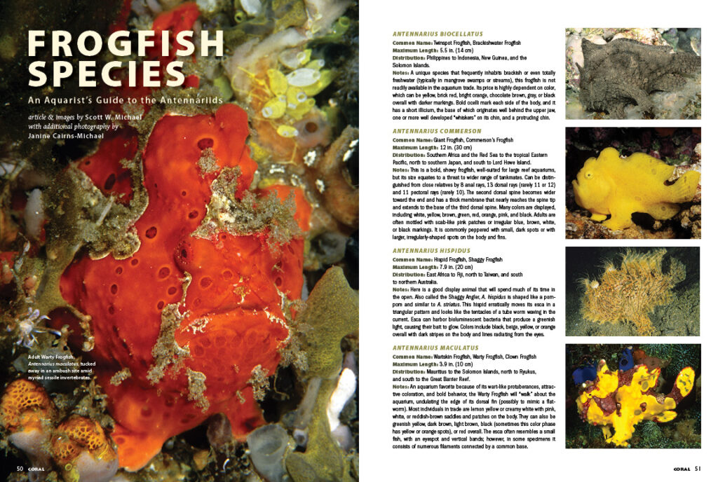 Scott Michael presents an authoritative guide to the many Frogfish species you're likely to encounter as an aquarist.