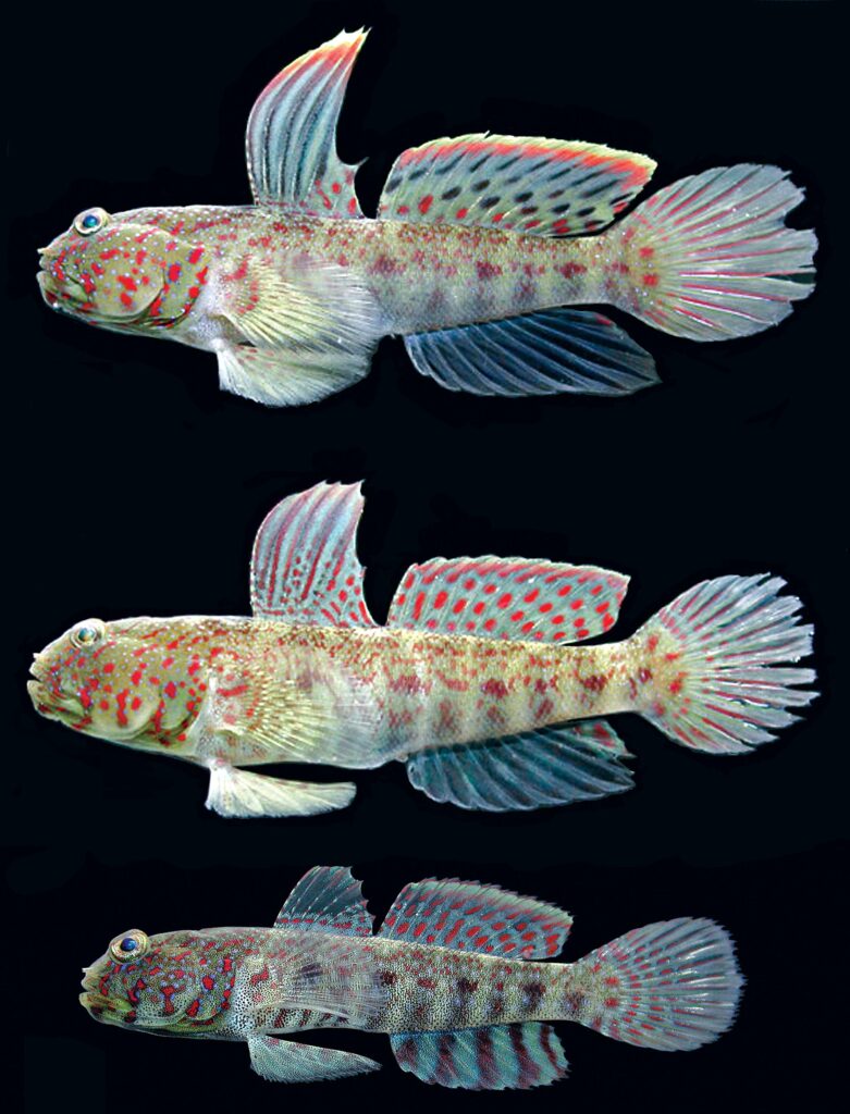 The new Highfin Shrimpgoby, Cryptocentrus altipinna, is introduced with the male holotype (top), female and juvenile paratypes (middle and bottom), all from Libong Island, Thailand Image credit: Koichi Shibukawa; CC BY 4.0