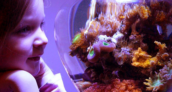 Surprise! Coral Spawning in a Reef Jar