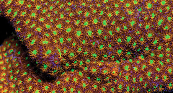 Leptastrea purpurea: A model stony coral for research and captive breeding