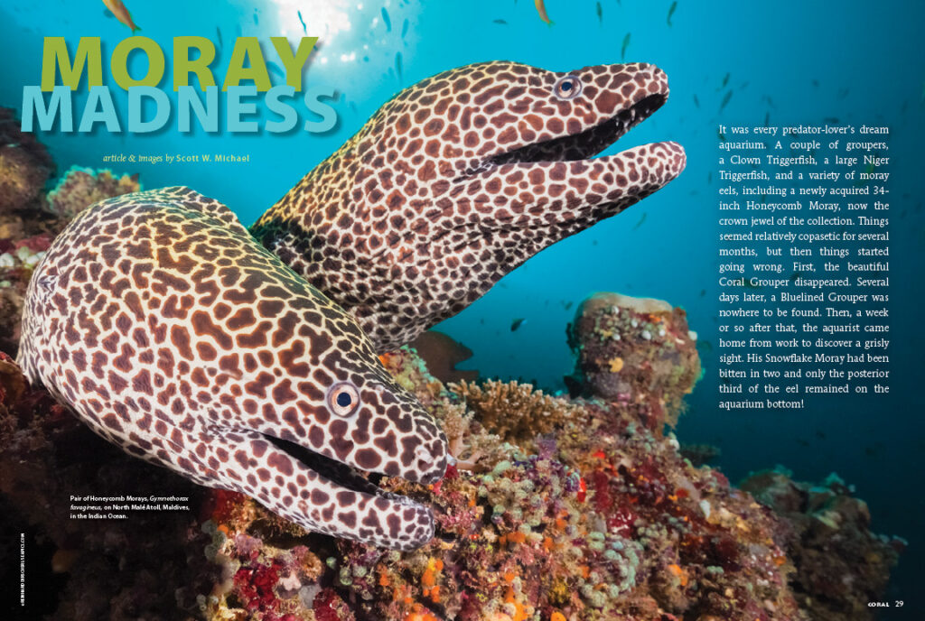 Scott Michael has a case of Moray Madness! He shares everything you need to know about the husbandry of this diverse group of eels.