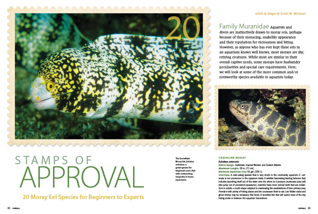 Once you understand how to keep a moray eel in your aquarium, refer to Scott Michael's Stamps of Approval: 20 Moray Eel Species for Beginners to Experts, to select the ideal eels for your tank!