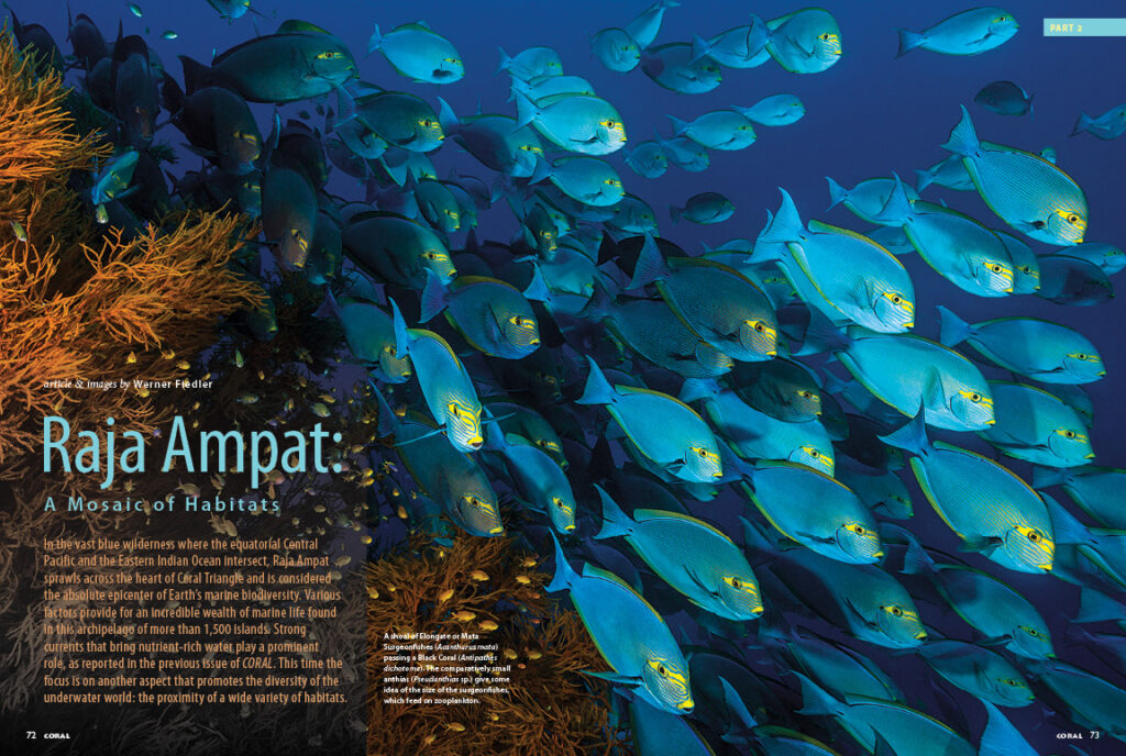 In our second installment from travel photojournalist Werner Fiedler, you'll dive the many diverse habitats all found in close proximity at Raja Ampat.